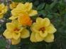Ray of Sunshine rose photo