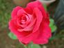 Brandenburg Gate ™ rose photo