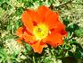 Candle in the Wind rose photo