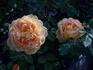 Celebration rose photo