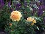 Celebration rose photo