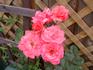Galway Bay® rose photo