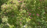 Arthur Hillier rose photo