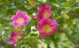 Arthur Hillier rose photo