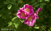 Arthur Hillier rose photo