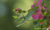 Arthur Hillier rose photo