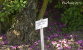 Arthur Hillier rose photo