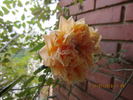 Souvenir d'Elise Vardon rose photo