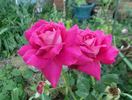 Dublin rose photo