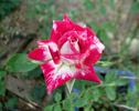 Freckle Face rose photo