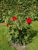 Fontaine rose photo
