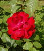 Fontaine rose photo