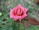 O'Rilla rose photo