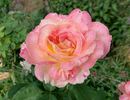Party Time rose photo