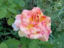 Party Time rose photo