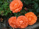 For You With Love rose photo