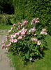 Lyric rose photo