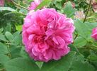 Julie de Mersan rose photo