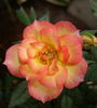 No Worries rose photo