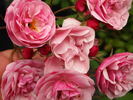 Cotorrita Real rose photo