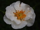 Achtiyar rose photo