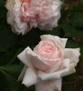 Eliza Boelle rose photo