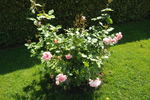 Andenken an Alma de l'Aigle rose photo