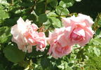 Andenken an Alma de l'Aigle rose photo
