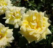 Amatsu-Otome rose photo