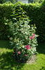 Hanseat rose photo