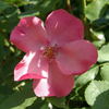Hanseat rose photo