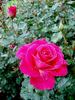 France Bleu ® rose photo
