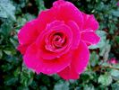 France Bleu ® rose photo