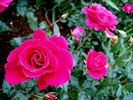 France Bleu ® rose photo