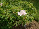 <i>Rosa mollis</i> Sm. rose photo