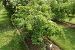 <i>Rosa mollis</i> Sm. rose photo