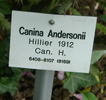 Andersonii rose photo
