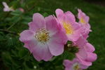 Andersonii rose photo