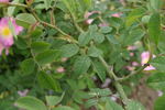 Andersonii rose photo
