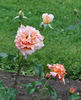 Governor Alfred E. Smith rose photo