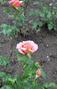 Governor Alfred E. Smith rose photo