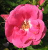 Balsgards Freja rose photo
