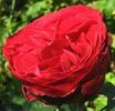 Look Good...Feel Better ™ rose photo