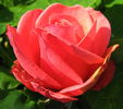 Louisiana rose photo