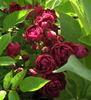 Président Duhem rose photo
