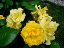 Stuttgardia rose photo