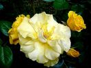 Stuttgardia rose photo