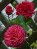 Mittsommermärchen rose photo