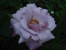 Blauer Engel rose photo