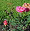 Westminster rose photo
